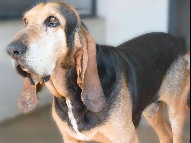En quête d’une famille : chien Bruno de Jura de 7 ans