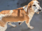 Adoption disponible : chienne fauve et blanche