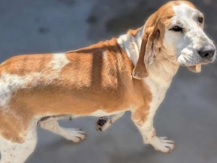 Adoption disponible : chienne fauve et blanche