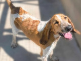 À la recherche d’un foyer : chiot mâle de 9 mois