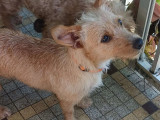 Chienne de 2 ans à adopter