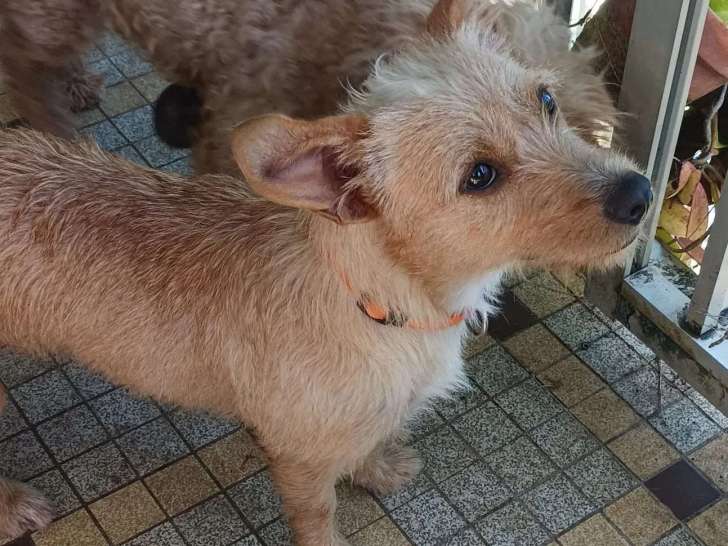 Chienne de 2 ans à adopter