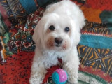 Chienne Bichon Maltais adulte disponible à l'adoption