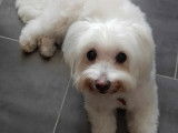 Chienne Bichon Maltais adulte disponible à l'adoption