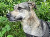Chien gris et blanc en attente d'adoption
