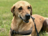 Chien au pelage fauve prêt pour l’adoption