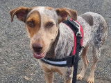 Adoption disponible : chienne tricolore