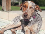 Adoption disponible : chienne tricolore
