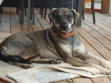 Chienne fauve charbonnée à la recherche d'un foyer