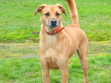 À adopter, chien de couleur fauve