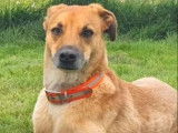 À adopter, chien de couleur fauve