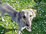 Disponible à l'adoption, chienne de 5 ans