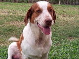 En attente d'adoption, chien marron et blanc