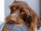 À accueillir, chienne Griffon Korthals adulte