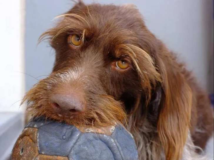 À accueillir, chienne Griffon Korthals adulte
