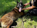Prête pour l’adoption, chienne Berger Malinois de 8 ans