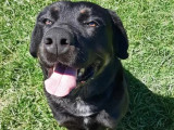 En attente d’une famille, chien de 4 ans