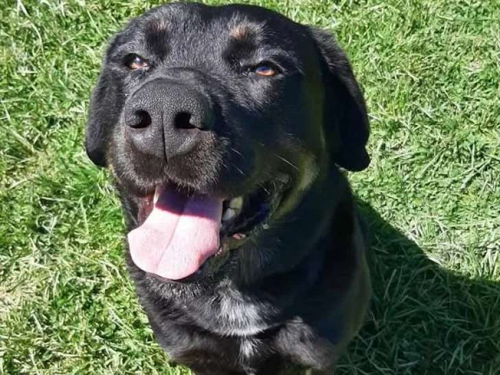 En attente d’une famille, chien de 4 ans