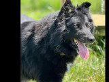 En quête d'un foyer, chienne de 4 ans