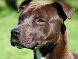 Adoption disponible : chien chocolat et blanc