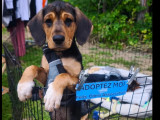 Chiot mâle noir et feu en attente d'une famille