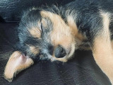Chiot mâle de 3 mois à accueillir