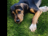 Chiot mâle noir et feu en quête d'un foyer