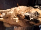 Chien adulte de race Kangal Mâle à donner
