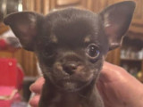 Chiots Chihuahua à poil court à vendre