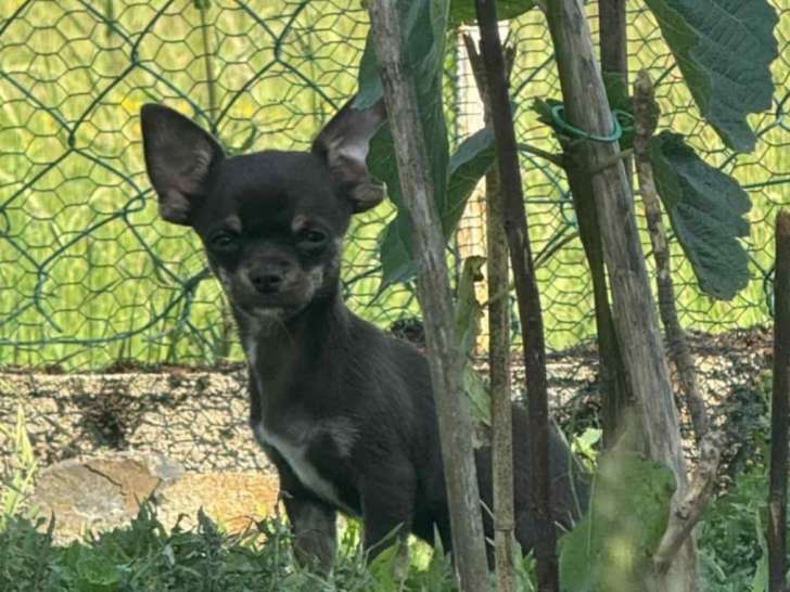Chiots Chihuahua à poil court à vendre