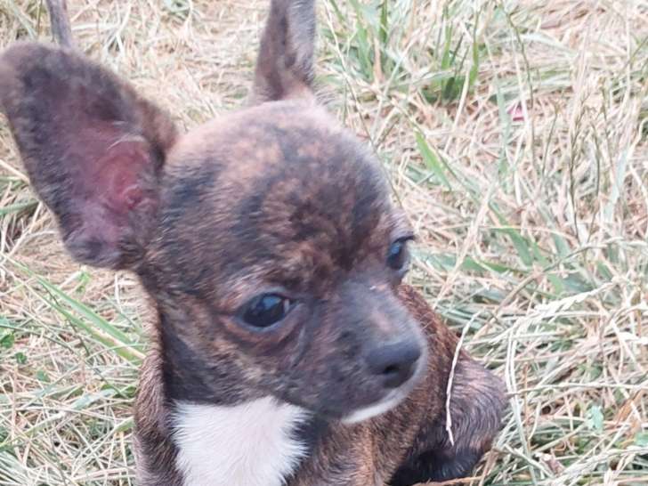 Chiots Chihuahua à poil court à vendre