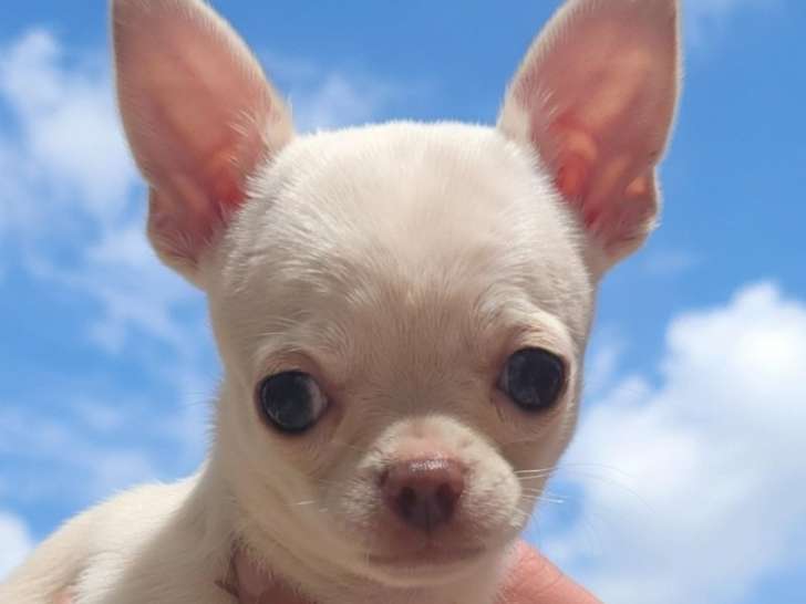 Chiots Chihuahua