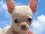 Chiots Chihuahua
