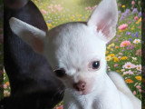 Chiots Chihuahua