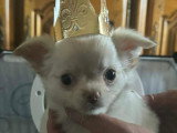 Chiots Chihuahua