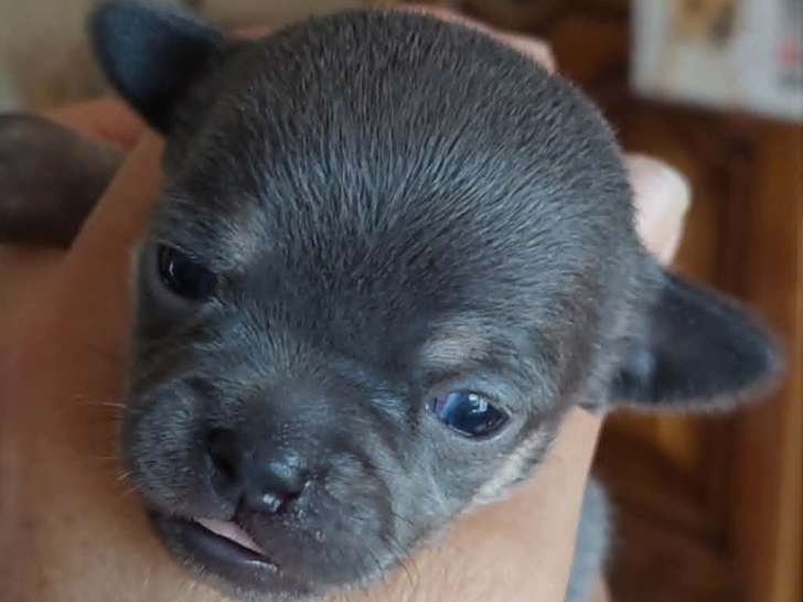 Chiots Chihuahua