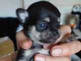 Chiots Chihuahua