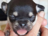 Bibi-Black