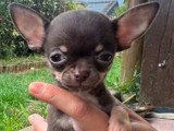 Bébé-Brownie