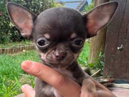 Bébé-Brownie