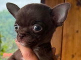Bébé-Brown