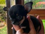 Bébé-Blacky