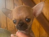 Baby-Byron