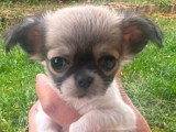 Baby-Bella-Rosa