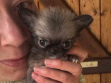 Baby-Booba