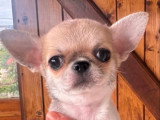 Baby-Baya