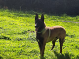 Salto, Berger Belge Malinois LOF disponible pour saillie