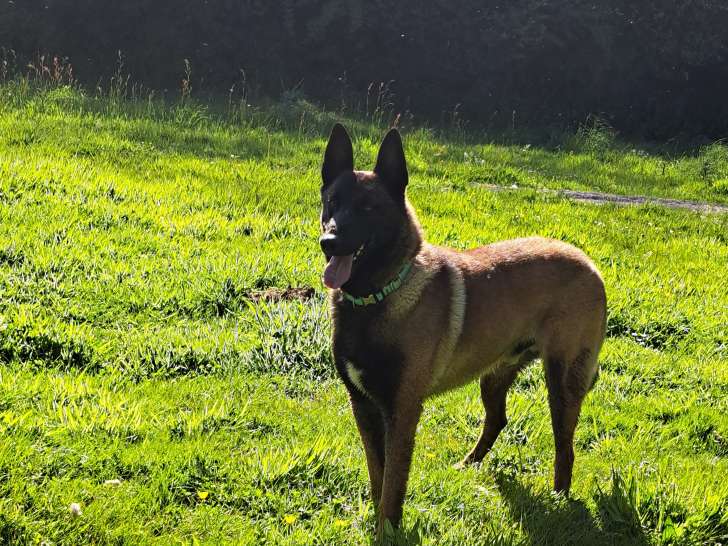 Salto, Berger Belge Malinois LOF disponible pour saillie