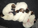 Chiots Jack Russell Terrier à poil dur à vendre