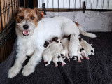 Chiots Jack Russell Terrier à poil dur à vendre